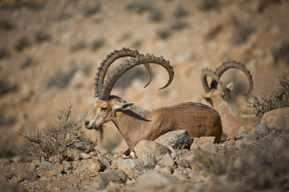 Tierische Begegnungen sind in der Negev Wüste und den Nationalparks quasi garantiert. 