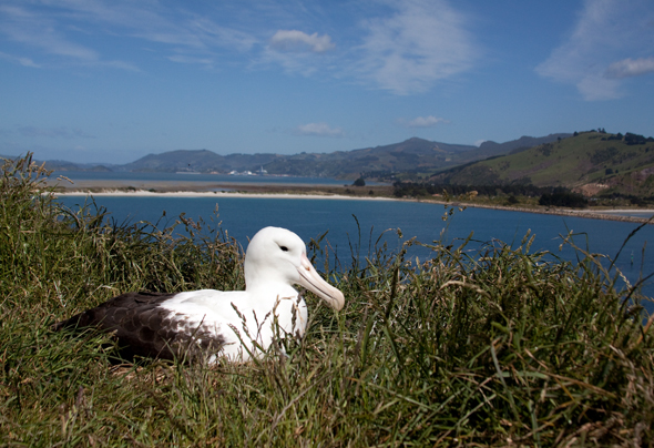 Roya Albatros_auf_der_Otago_Halbinsel©TNZ_Paul_Sorrell