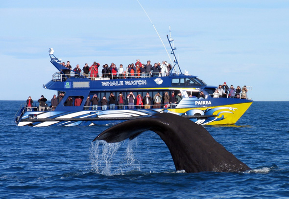 Die Küste vor Kaikoura auf der Südinsel ist bei vielen Meerestieren beliebt - vor allem Walen. (Foto TNZ)