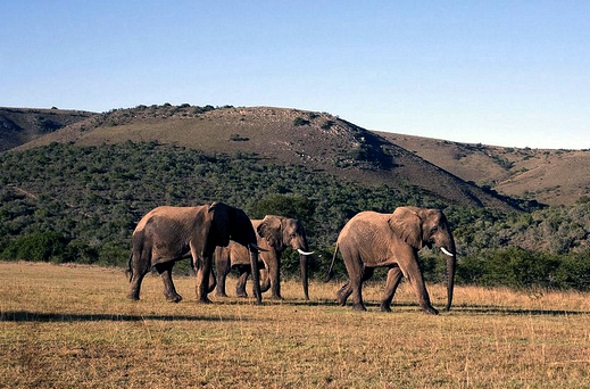 Im Addo Elephant Park lassen sich die mächtigen Dickhäuter aus nächster Nähe beobachten. (Fotos South African Tourism)