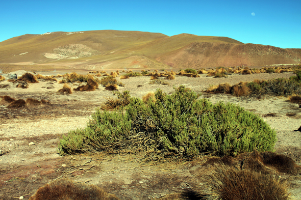 Normalerweise finden sich in der Atacama-Wüste in Chile neben Sand, Geröll und Steinen allenfalls ein paar Büsche und Sträucher. (Foto Karsten-Thilo Raab)