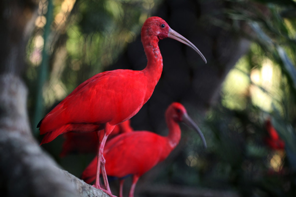 Nationalvogel von Trinidad & Tobago: der Rote Ibis. (Foto TDC)