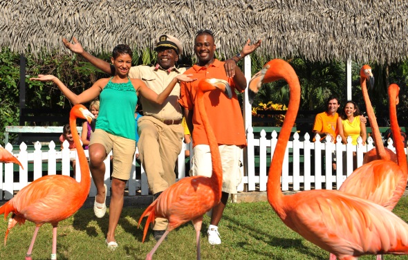 Prächtige Flamingos gehören zu den Blickfängen im Ardastra Gardens, Zoo & Conservation Centre (Foto Nassau Paradise Island)
