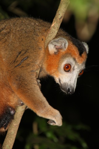 Markenzeichen Madagaskars: die Lemuren. (Foto Karsten-Thilo Raab)