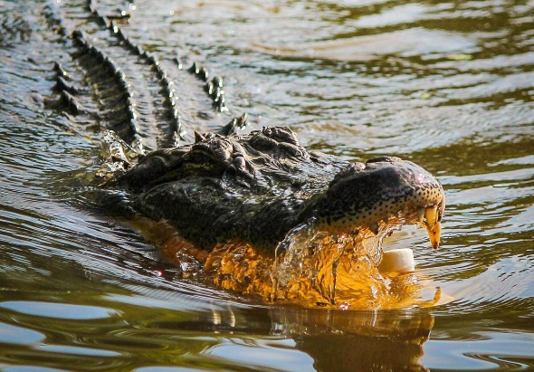 Nicht ungefährlich: ein Alligator im Mississippi. 
