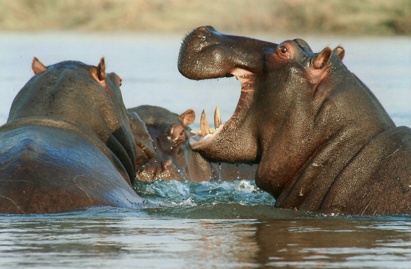Hübsch anzusehen, aber nicht ungefährlich: badende Flußpferde in Namibia. 