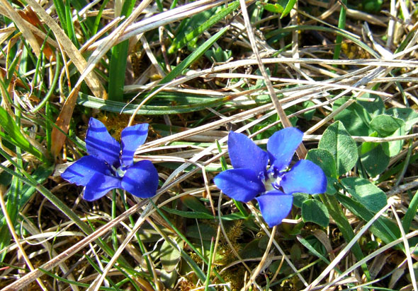 Frühlingsenzian ist unter anderen bei Bühlertann zu finden. Die Pflanze wird im Volksmund auch Schusternägele genannt. (Foto: Dr. Konrad Lechner)