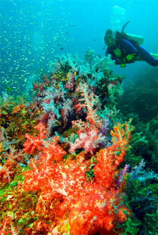 Bunte Korallen und Fische machen das Tauchen vor Krabi zu einem unvergesslichen Erlebnis. 