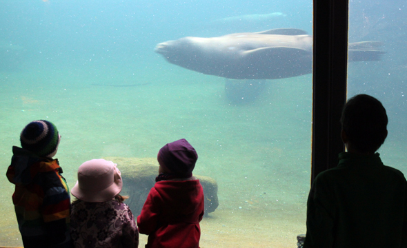 Robben und Seehunde lassen sich durch die verglaste Wand beim Schwimmen in Augenschein nehmen. (Foto Karsten-Thilo Raab)