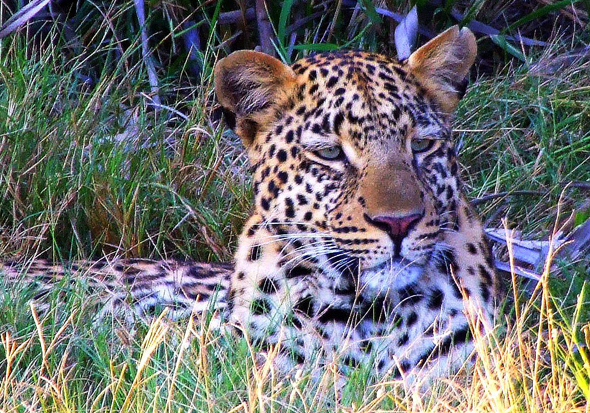 Seltener Anblick: ein Leopard aus der Nähe. (Foto Katharina Büttel)