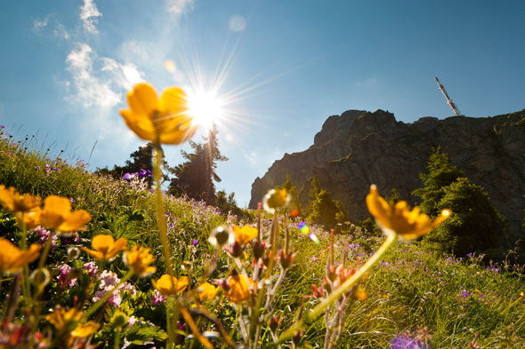Besonders im Frühjahr ist das Wandern wie hier am Kitzbpheler Horn ein Genuss. (Foto TVB Kitzbüheler Alpen)