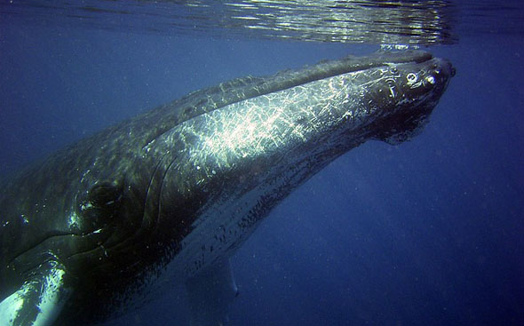 Auch Buckelwale erfreuen sich am Nahrungsreichtum des mächtigen Stroms. 