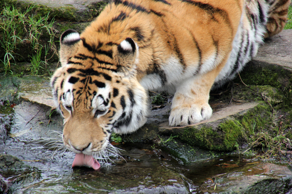 Tierisch was los ist im Allwetterzoo, wo nicht nur Tiger aus nächster Nähe in Augenschein genommen werden können. (Foto Karsten-Thilo Raab)