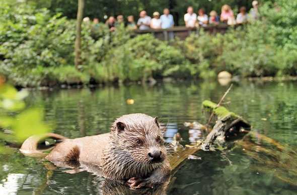 Das Otter-Zentrum am Rand der Südheide ist kein gewöhnlicher Tierpark: Hier werden neue Artenschutzprojekte entwickelt und in ganz Deutschland umgesetzt. (Foto: djd)