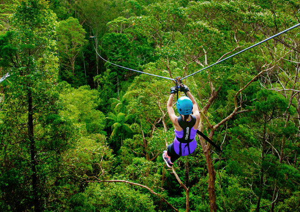 Hängepartie im Regenwald: Ziplining im Tamborine Nationalpark in Queensland. (Fotos Tourism and Events Queensland)