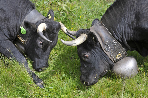 Im Wallis gibt es eine weltweit einzigartige Rinderrasse: die Eringer Rasse. Dieses robuste Tier zeichnet sich durch die Besonderheit aus, für die Hierarchie in der Herde zu kämpfen. (Foto Ringkuhkämpfe François Perraudin)