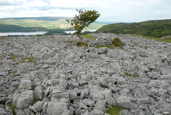 Ein faszinierendes Gesteinsmeer: der Burren, der eine überraschende Pflanzenvielfalt aufweist. 