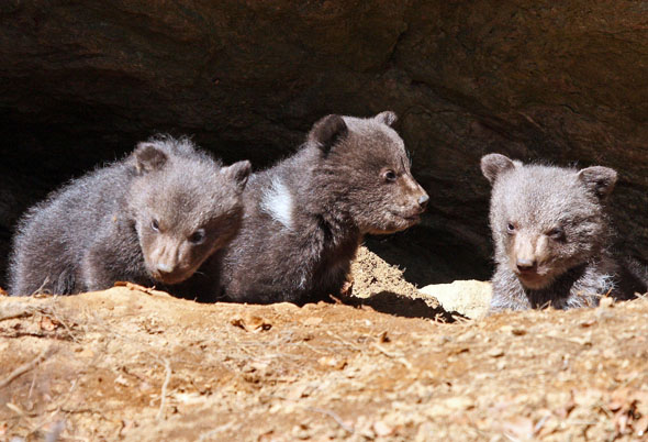 Bärin Luna hat süße Bärenbabies zur Welt gebracht, die nun ihre ersten Schritte in die Welt wagen. (Foto: djd)