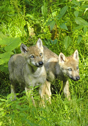 Von einem Beobachtungsposten aus kann man im Nationalpark Bayerischer Wald auch Wölfe betrachten. (Foto: djd)