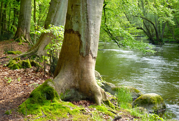 Fraßschäden an den Bäumen in Warnowtal zeugen davon, dass hier Biber heimisch sind. (Foto Martin Simon)