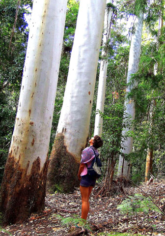 Ein Wunder der Natur: die gigantischen Himmelsbäume im Regenwald von Fraser Island. (Foto Katharina Büttel)