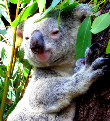 In Quuensland zuhause: Der Koalabär - das süßeste Tier Australiens. (Foto Katharina Büttel)