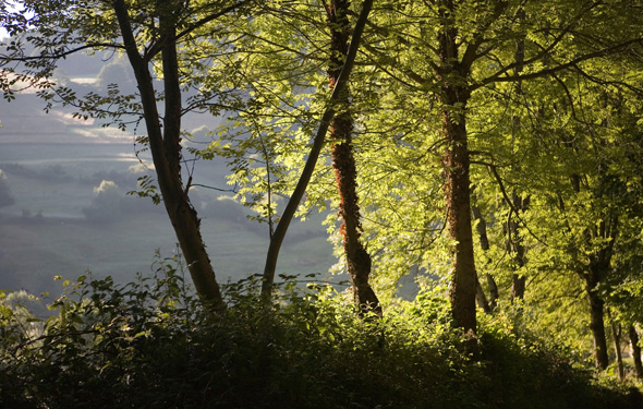 Der Eichenwald Bosque de Muniellos sucht in Europa seinesgleichen. (Fotos Spanisches Fremdenverkehrsamt)