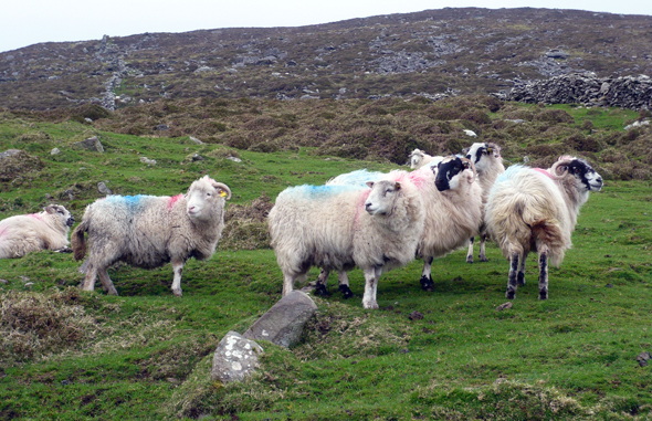 Schafe sind oft häufiger entlang des Dingle Ways anzutreffen als Menschen. (Foto Diana Steinhagen) 
