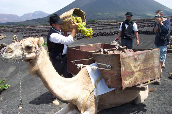 Weinlesefest auf Lanzarote – Kamele dienen den Winzern bei der „Fiesta de la Vendimia“ traditionell als Lasttiere. (Foto Turismo Lanzarote)
