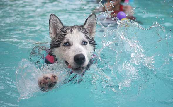 So mancher Hund liebt nicht nur im Urlaub ein kühles Bad. 