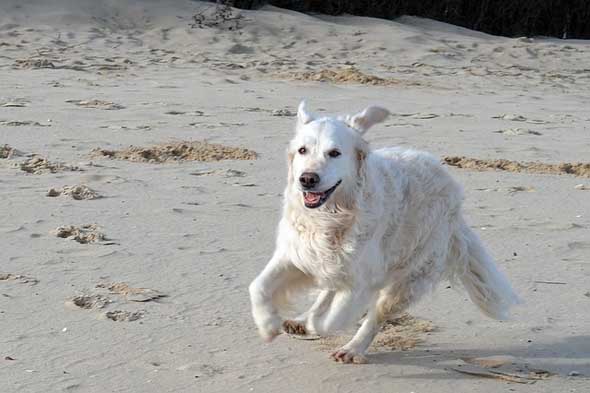 Die Weite des Strands begeistert Hund und Herrchen gleichermaßen. 