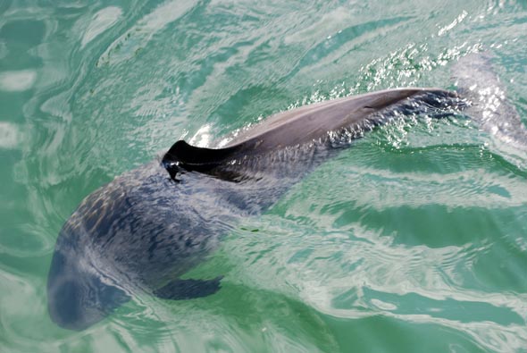 Bis zu 6.000 Schweinswale tummeln sich im Frühsommer vor Sylt. (Foto Schutzstation Wattenmeer)