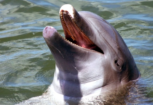 Überaus freundlich begrüßen sogar die Delfine die Gäste auf den Keys. (Foto Katharina Büttel)