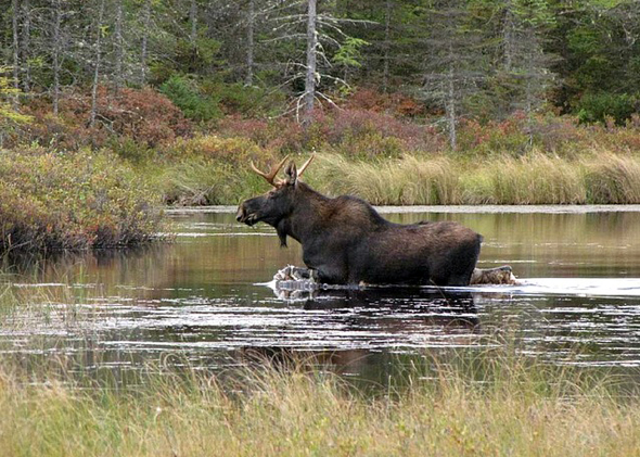 Nicht nur die Finnen, sondern auch die Tiere des Landes lieben die vielen, vielen Seen. 