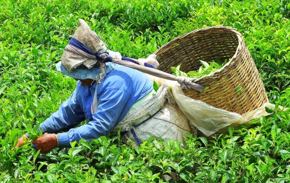 Auch das ist Mauritius: Eine Teepflückerin in den Highlands. (Foto Katharina Büttel)