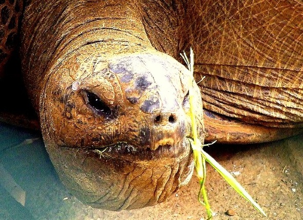 Urbewohner auf der Insel - die Riesenschildkröte. (Foto Katharina Büttel)