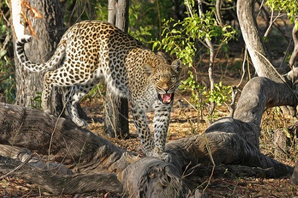 Hübsch anzusehen, aber überaus gefährlich: Leoparden in freier Wildbahn. 