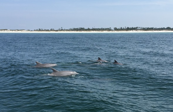 Die Chancen, große Tümmler zu Gesicht zu bekommen, sind in diesem Teil Floridas groß. (Foto Visit Panama City Beach)