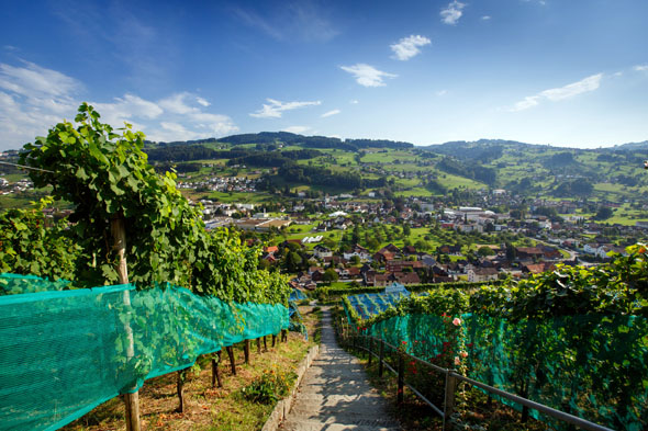 In der Weinregion St.Gallen-Bodensee gedeihen edle Tropfen. (Foto: djd)