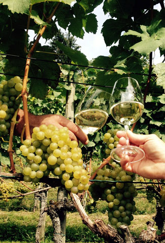 Die Themenwege durch die Rebhänge informieren Wanderer über die Weinregion und ihre Besonderheiten. 