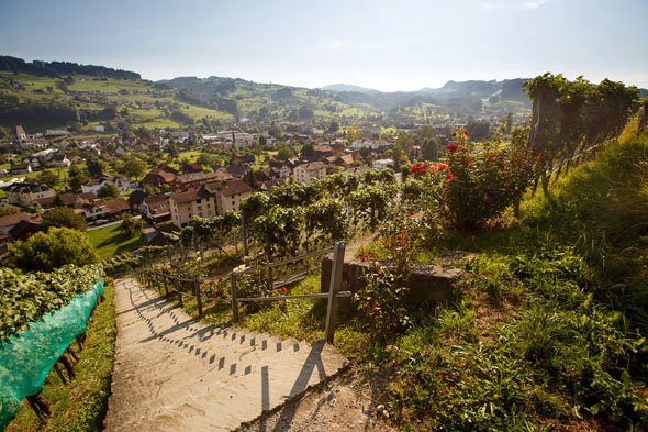Bei einer Wanderung durch die Rebberge des Rheintals kommt man der regionalen Weinkultur ganz nah.