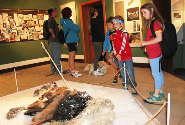 Im Museum wird anschaulich vor Augen geführt wie Ötzi gelebt hat und wie er ermordet wurde. (Foto Ulrike Katrin Peters)