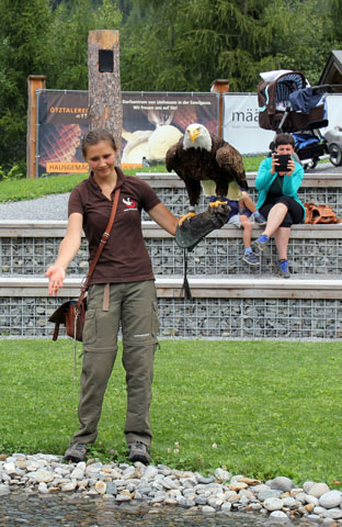 Nicht nur der mächtige Weißkopfadler weiß die Besucher zu beeindrucken. (Foto Ulrike Katrin Peters)