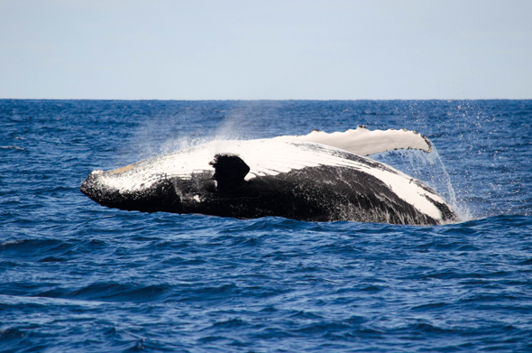 Die riesigen Buckelwale setzen nicht selten zu spektakulären Sprüngen an. (Foto Tourism Western Australia)