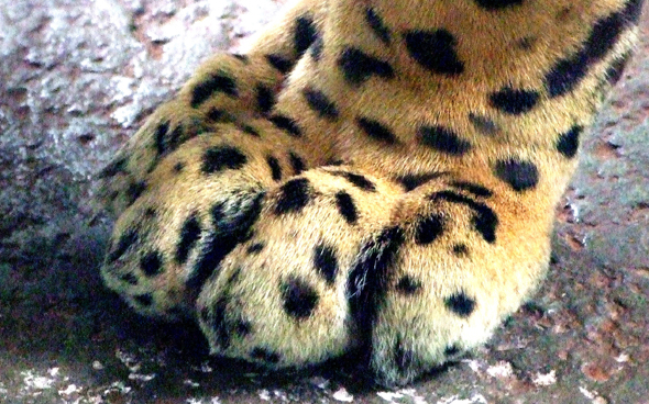 Pfötchen geben sollte man lieber nicht: ein Jaguar im Unterholz des Urwaldes. (Foto Katharina Büttel)
