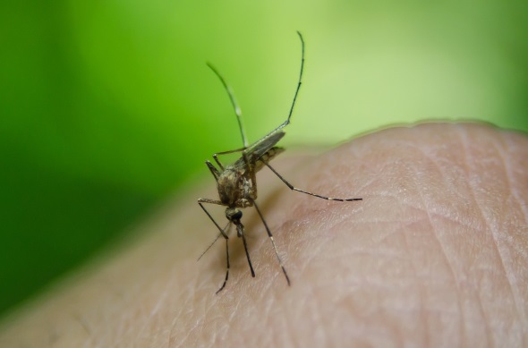 Vor allem auch durch Mücken werden in vielen Ländern immer wieder Krankheiten übertragen. 