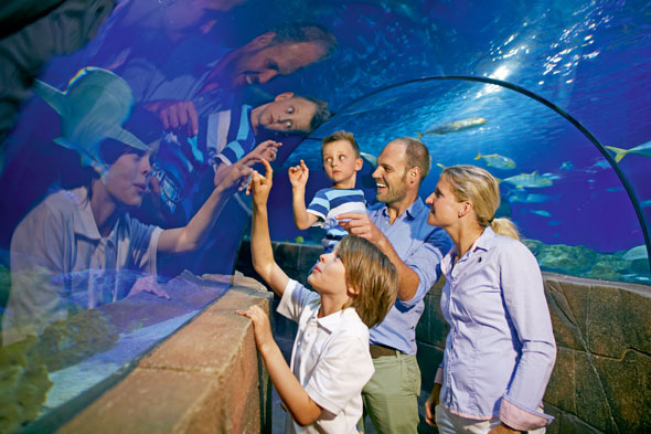 Im Sea Life in Hannover-Herrenhausen führt ein gläserner Tunnel durchs Aquarium. (Foto: Christian Wyrwa)