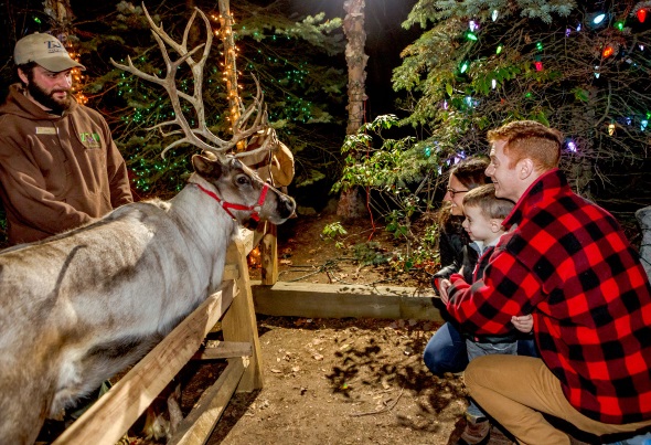 Ein Treffen mit den Rentieren des Weihnachtsmanns im Stone Zoo. (Foto Mike Discin)
