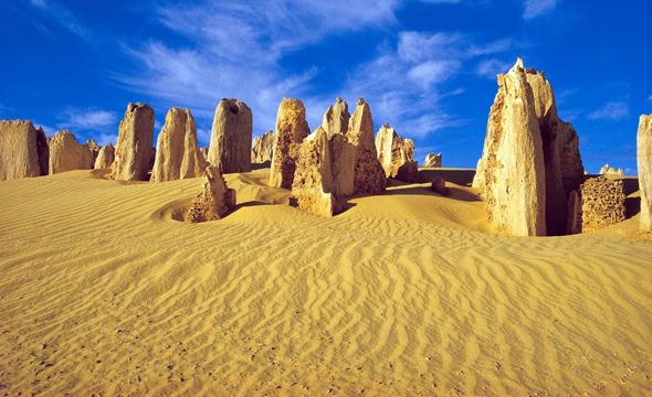 Die Pinnacles ragen bis zu vier Metern im Wüstensand auf. (Foto Tourism Western Australia)