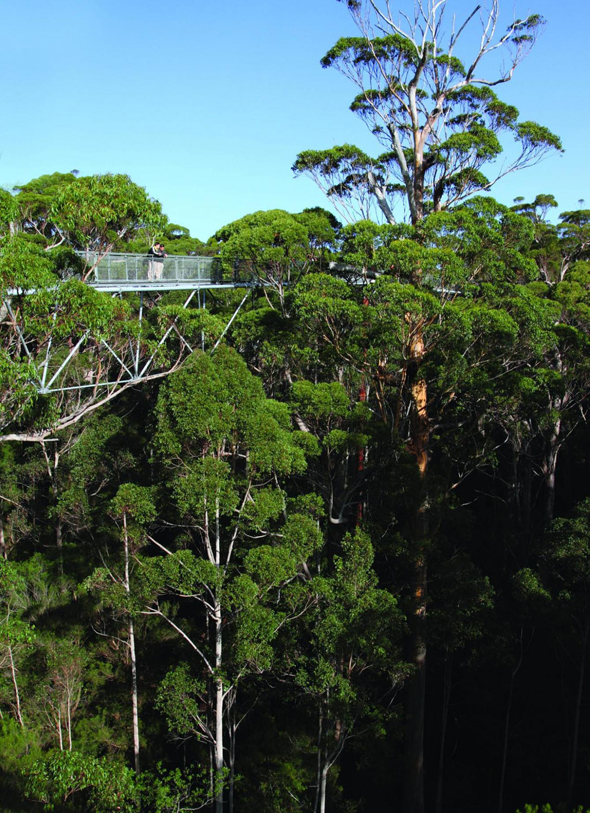 Der 690 Meter lange r Tree Top Walk eröffnet tolle An- und Aussichten. (Foto Tourism Western Australia)